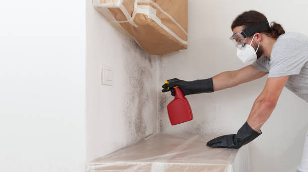 Professional Mold Removal technician working in Bridgeport, MI